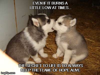 Cute Puppies Meme | EVEN IF IT BURNS A LITTLE LOW AT TIMES...  THE SECRET TO LIFE IS TO ALWAYS KEEP THE FLAME OF HOPE ALIVE | image tagged in memes,cute puppies | made w/ Imgflip meme maker