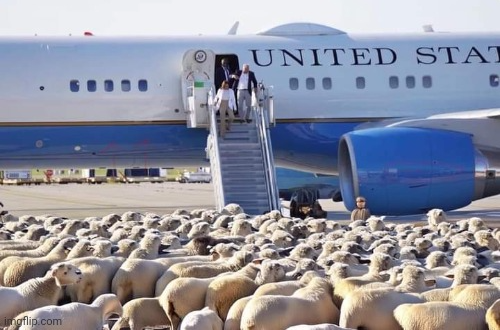 Sheeple at plane Blank Meme Template