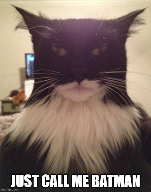 memes by Brad - My cat looks like Batman | JUST CALL ME BATMAN | image tagged in funny,cats,kittens,funny cat memes,batman,humor | made w/ Imgflip meme maker