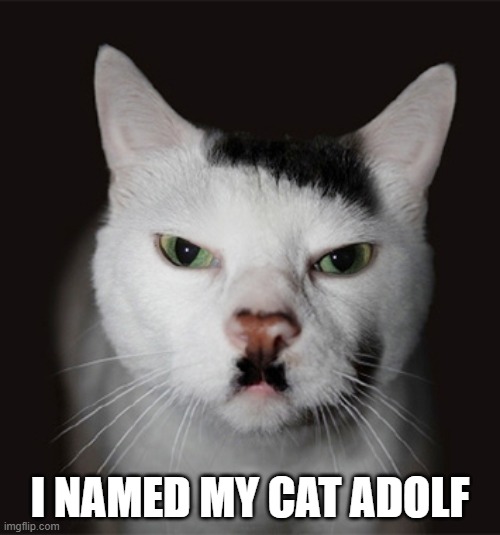 memes by Brad - I named my cat Adolf - humor | I NAMED MY CAT ADOLF | image tagged in funny,cats,kittens,funny cat memes,adolf hitler,humor | made w/ Imgflip meme maker