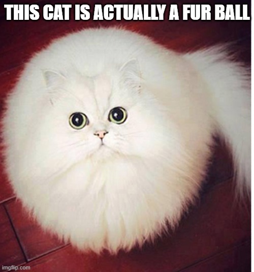 memes by Brad - My cat is actually a fur ball | THIS CAT IS ACTUALLY A FUR BALL | image tagged in funny,cats,kitten,funny cat memes,cute kitten,humor | made w/ Imgflip meme maker