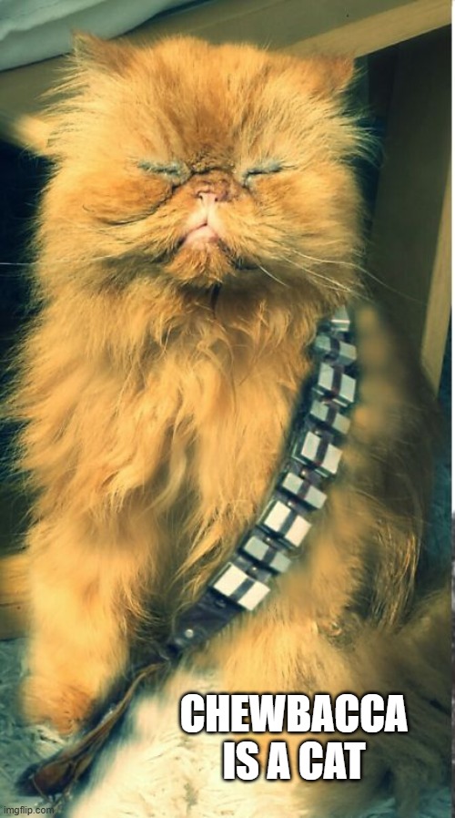 memes by Brad - My cat likes to look like Chewbacca - Star Wars | CHEWBACCA IS A CAT | image tagged in funny,cats,kittens,star wars,chewbacca,humor | made w/ Imgflip meme maker