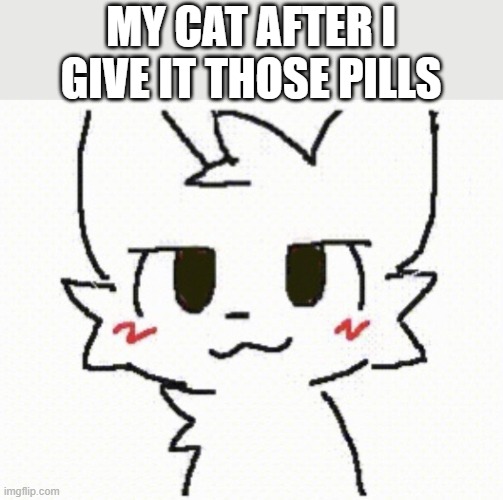 you like kissing boys | MY CAT AFTER I GIVE IT THOSE PILLS | image tagged in you like kissing boys | made w/ Imgflip meme maker