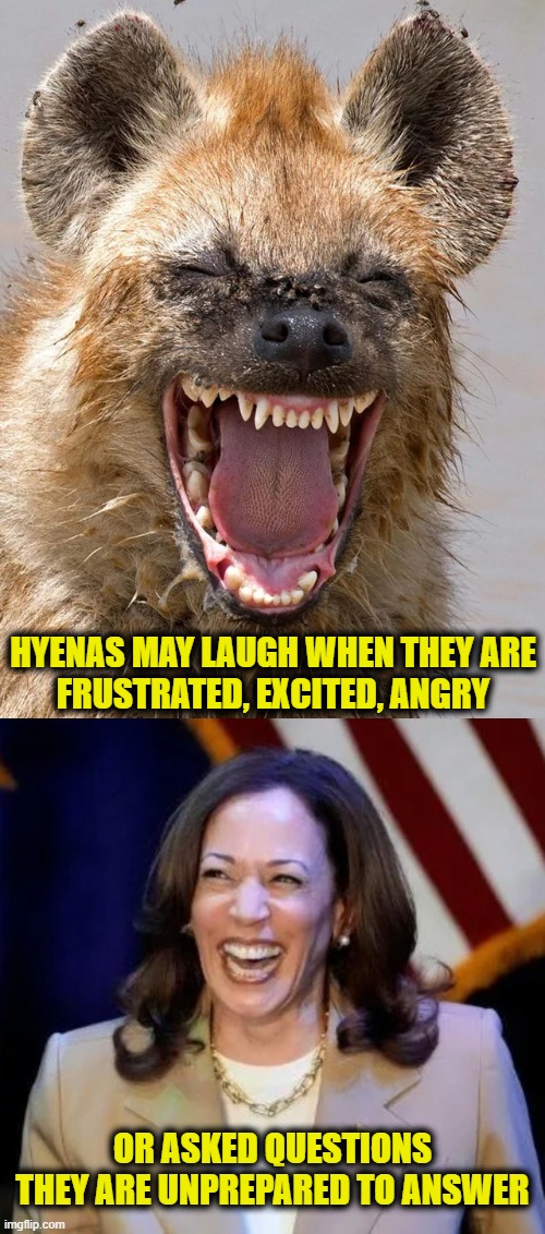 Laughing Hyenas | HYENAS MAY LAUGH WHEN THEY ARE
FRUSTRATED, EXCITED, ANGRY; OR ASKED QUESTIONS
THEY ARE UNPREPARED TO ANSWER | image tagged in kamala harris | made w/ Imgflip meme maker