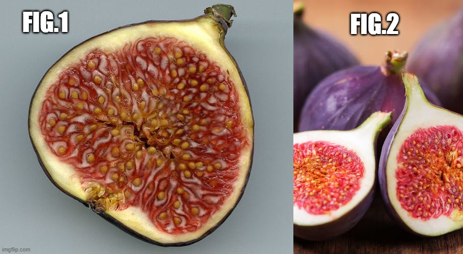 fig.1  and  fig.2 | FIG.2; FIG.1 | image tagged in fig,kewlew | made w/ Imgflip meme maker