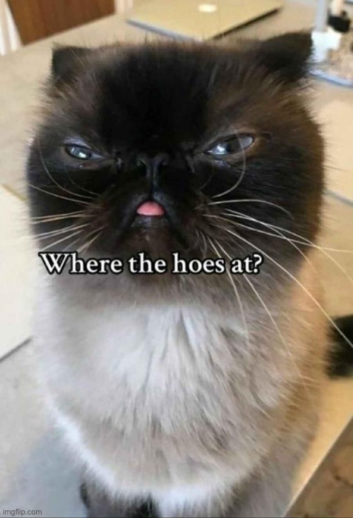 Cat | image tagged in memes,cats | made w/ Imgflip meme maker