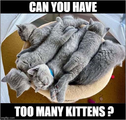 Awww ! | CAN YOU HAVE; TOO MANY KITTENS ? | image tagged in cats,too many,kittens | made w/ Imgflip meme maker