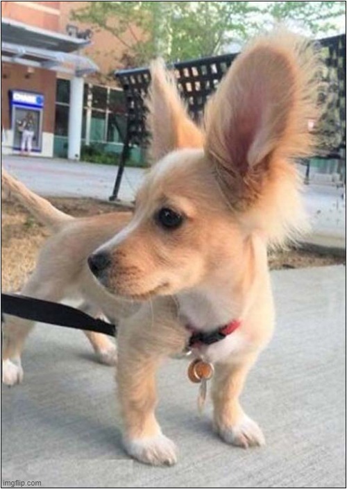 No Need To Shout ... I Can Hear You ! | image tagged in dogs,big ears,shouting | made w/ Imgflip meme maker