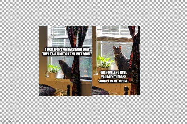 Cat thoughts | I JUST DON’T UNDERSTAND WHY THERE’S A LIMIT ON THE WET FOOD.. OH! HOW LONG HAVE YOU BEEN THERE?? *AHEM* I MEAN.. MEOW.. | image tagged in free | made w/ Imgflip meme maker