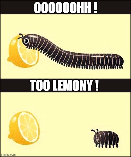 Centipede Vs Lemon ! | OOOOOOHH ! TOO LEMONY ! | image tagged in centipede,sour,lemon | made w/ Imgflip meme maker