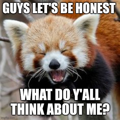 Rofl Red Panda | GUYS LET'S BE HONEST; WHAT DO Y'ALL THINK ABOUT ME? | image tagged in rofl red panda | made w/ Imgflip meme maker