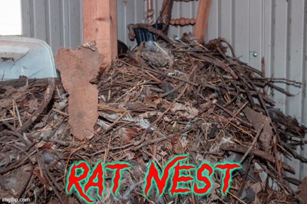 RAT NEST | made w/ Imgflip meme maker