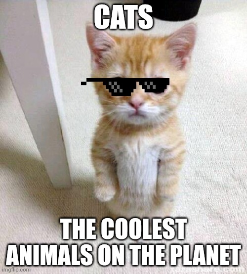 Cute Cat | CATS; THE COOLEST ANIMALS ON THE PLANET | image tagged in memes,cute cat,cats,deal with it | made w/ Imgflip meme maker