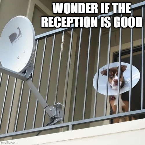 Dish Dog | WONDER IF THE RECEPTION IS GOOD | image tagged in dogs | made w/ Imgflip meme maker