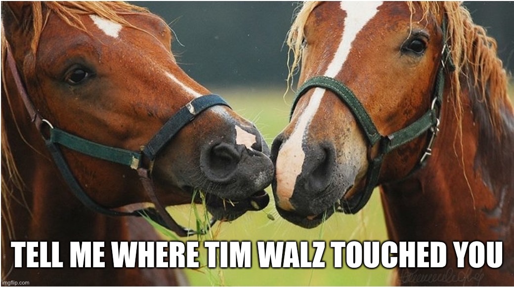 Loves playing with the horses | TELL ME WHERE TIM WALZ TOUCHED YOU | image tagged in horse sense | made w/ Imgflip meme maker