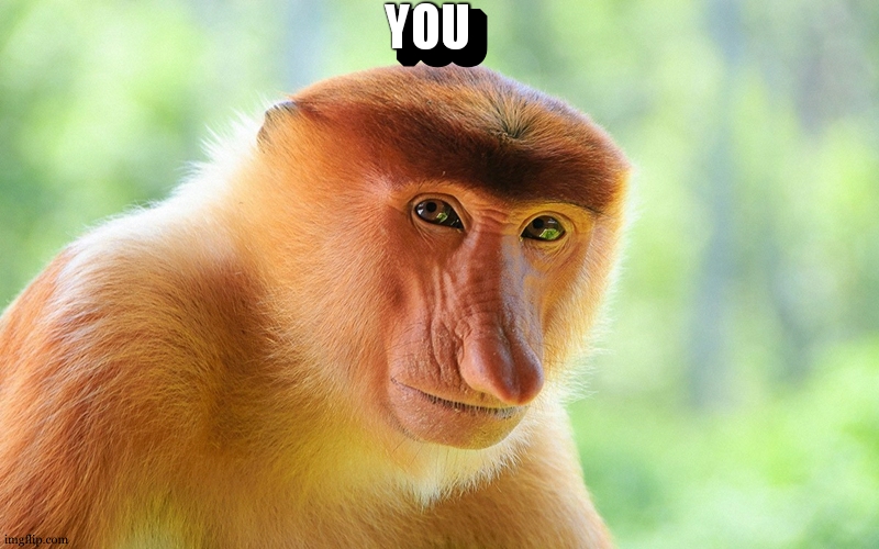nosacz monkey | YOU YOU | image tagged in nosacz monkey | made w/ Imgflip meme maker