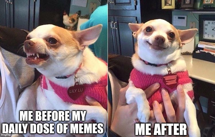 I need my memes | ME AFTER; ME BEFORE MY DAILY DOSE OF MEMES | image tagged in angry dog meme,memes,funny memes,relatable,jpfan102504 | made w/ Imgflip meme maker