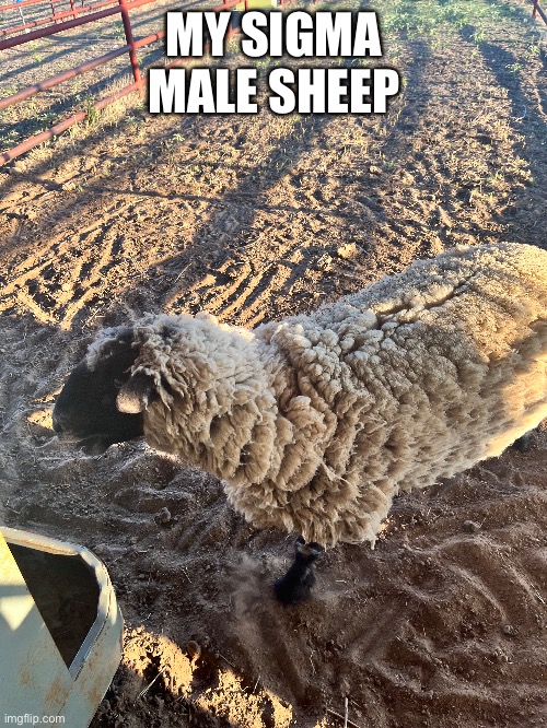 :3 fluffy boi | MY SIGMA MALE SHEEP | made w/ Imgflip meme maker