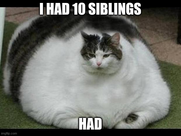 fat cat 2 | I HAD 10 SIBLINGS; HAD | image tagged in fat cat 2 | made w/ Imgflip meme maker