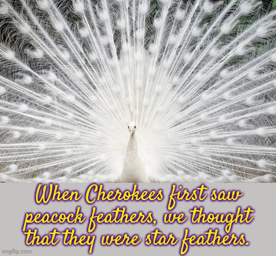 Stars are creatures similar to warm-blooded animals. | When Cherokees first saw peacock feathers, we thought that they were star feathers. | image tagged in peacock/angel,cosmic,night sky,beautiful nature | made w/ Imgflip meme maker