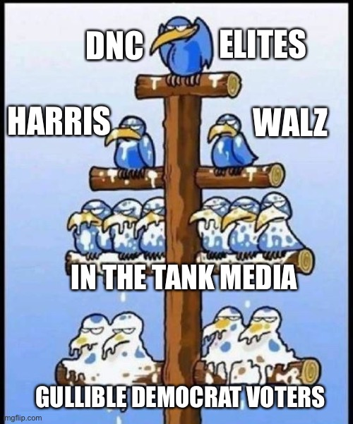 Crapping on the DNC convention | ELITES; DNC; HARRIS; WALZ; IN THE TANK MEDIA; GULLIBLE DEMOCRAT VOTERS | image tagged in bird hierachy | made w/ Imgflip meme maker