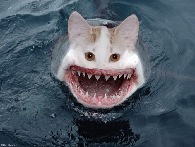 Shark with cat face | image tagged in memes,cursed image,cursed | made w/ Imgflip meme maker