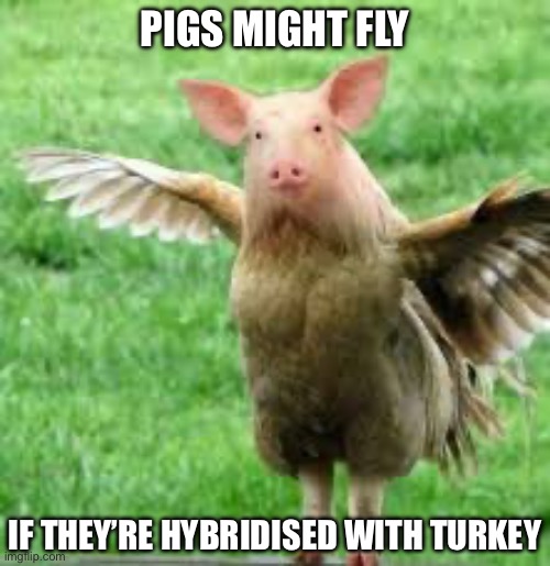 Turkey pig | PIGS MIGHT FLY; IF THEY’RE HYBRIDISED WITH TURKEY | image tagged in turkey,pig,pork | made w/ Imgflip meme maker