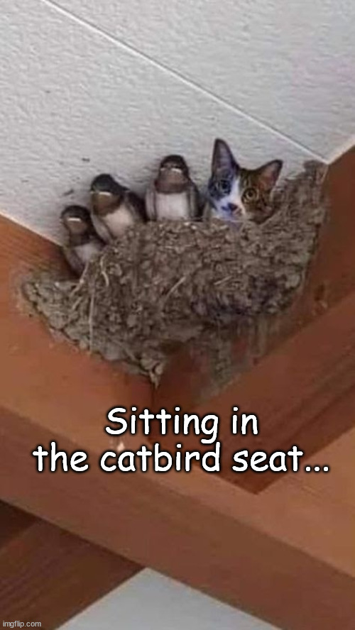 Sitting in the catbird seat | Sitting in the catbird seat... | image tagged in cats,catbird seat | made w/ Imgflip meme maker