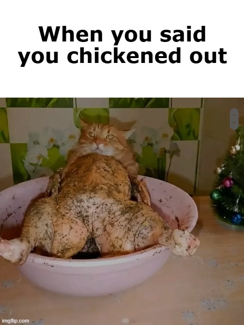 you chicken | When you said you chickened out | image tagged in chicken,cat,cats,memes,chicken cat | made w/ Imgflip meme maker