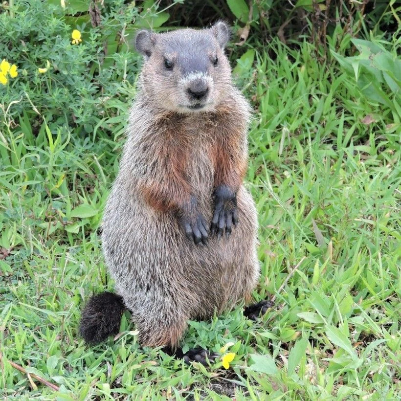 I am not an otter Blank Meme Template