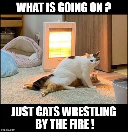 Nothing To See Here ! | WHAT IS GOING ON ? JUST CATS WRESTLING
 BY THE FIRE ! | image tagged in cats,nothing to see here,wrestling | made w/ Imgflip meme maker