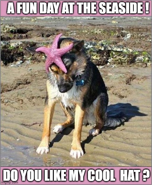 Dog Wearing Starfish ! | A FUN DAY AT THE SEASIDE ! DO YOU LIKE MY COOL  HAT ? | image tagged in dogs,starfish,seaside,cool,hat | made w/ Imgflip meme maker