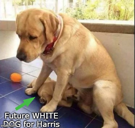 Future WHITE DOG for Harris | made w/ Imgflip meme maker