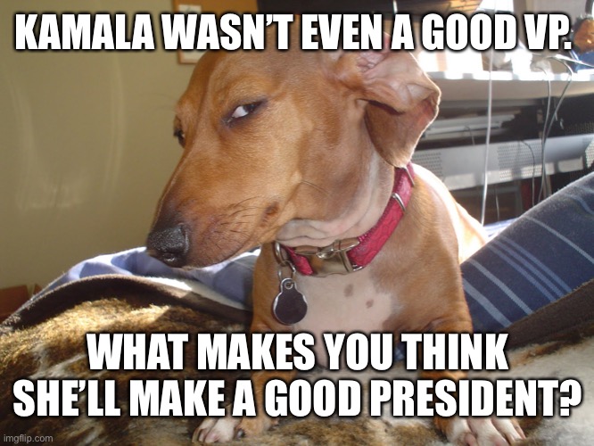 Make it make sense. | KAMALA WASN’T EVEN A GOOD VP. WHAT MAKES YOU THINK SHE’LL MAKE A GOOD PRESIDENT? | image tagged in suspicious dog | made w/ Imgflip meme maker