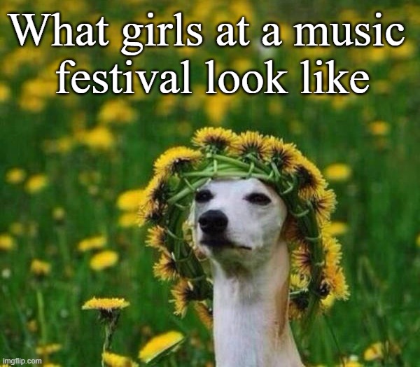 We love doing this | What girls at a music 
festival look like | image tagged in music | made w/ Imgflip meme maker