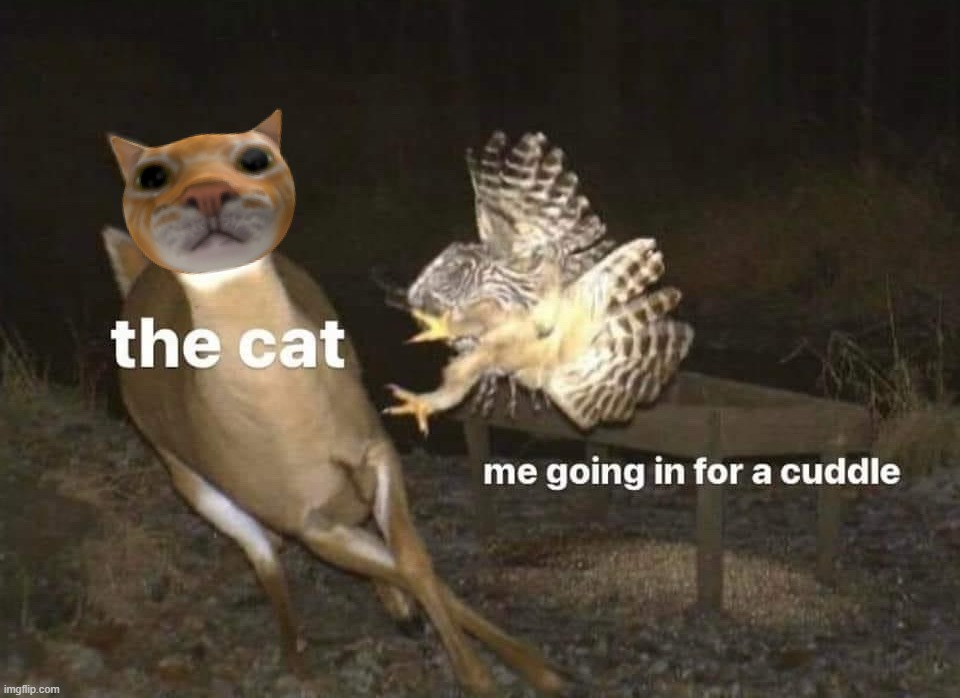 My cat likes to run away most times | image tagged in cats | made w/ Imgflip meme maker