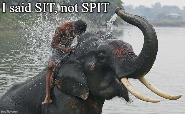 I think it is a pun | I said SIT, not SPIT | image tagged in puns | made w/ Imgflip meme maker