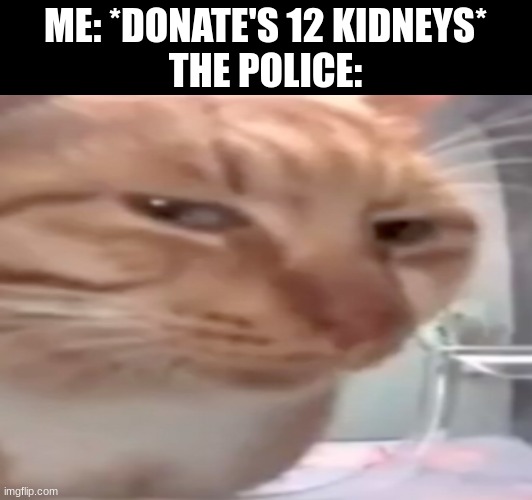 Hmmmmmm... | ME: *DONATE'S 12 KIDNEYS*
THE POLICE: | image tagged in funny,cat | made w/ Imgflip meme maker