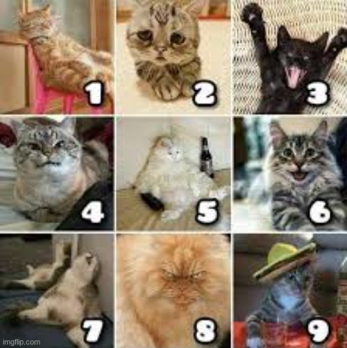 On a scale of cat, how are you feeling today? | image tagged in cats,checkin,social,cat,kitty,communication | made w/ Imgflip meme maker