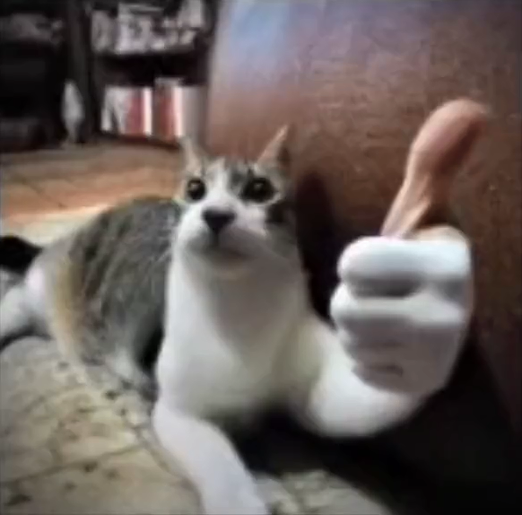 cat thumbsup Blank Meme Template