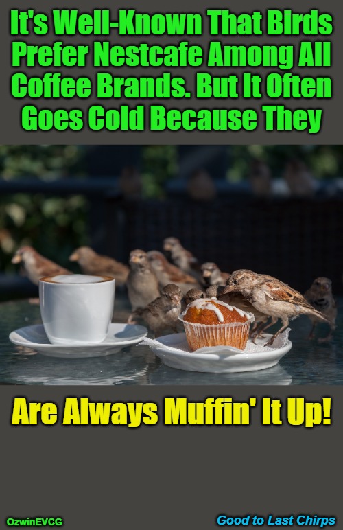 Good to Last Chirps | It's Well-Known That Birds 

Prefer Nestcafe Among All 

Coffee Brands. But It Often 

Goes Cold Because They; Are Always Muffin' It Up! Good to Last Chirps; OzwinEVCG | image tagged in birds,muffins,muffing,brand,loyalty,nature | made w/ Imgflip meme maker