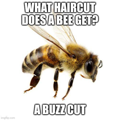 What haircut does a bee get? | WHAT HAIRCUT DOES A BEE GET? A BUZZ CUT | image tagged in dad joke,memes | made w/ Imgflip meme maker