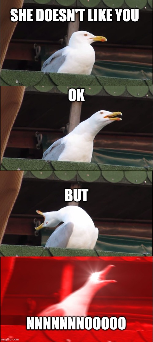 Inhaling Seagull | SHE DOESN'T LIKE YOU; OK; BUT; NNNNNNNOOOOO | image tagged in memes,inhaling seagull | made w/ Imgflip meme maker