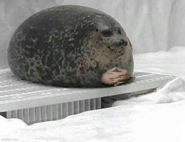 The harbor seal | image tagged in memes,cursed,cursed image | made w/ Imgflip meme maker