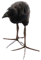 pukeko chick Meme Template