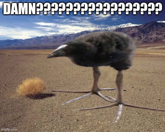 desert tumbleweed | DAMN????????????????? | image tagged in desert tumbleweed | made w/ Imgflip meme maker