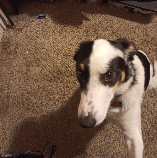Dog reveal | made w/ Imgflip meme maker