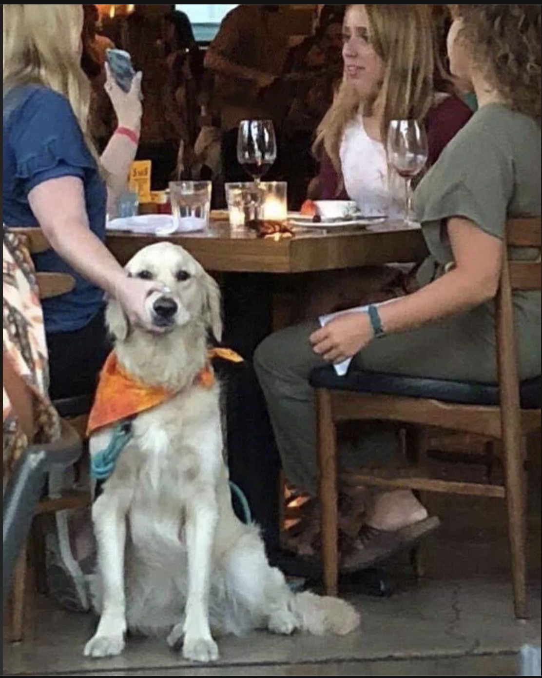 golden retriever shut up Blank Meme Template