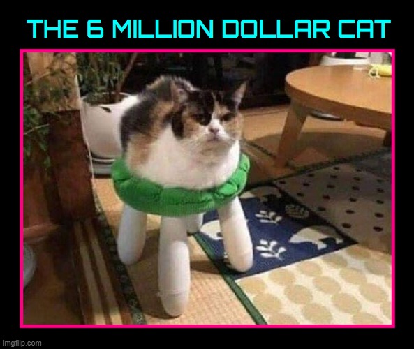 We have the Technology to create a Bionic Cat | image tagged in vince vance,cats,6 million dollar man,funny cat memes,the bionic man,meow | made w/ Imgflip meme maker