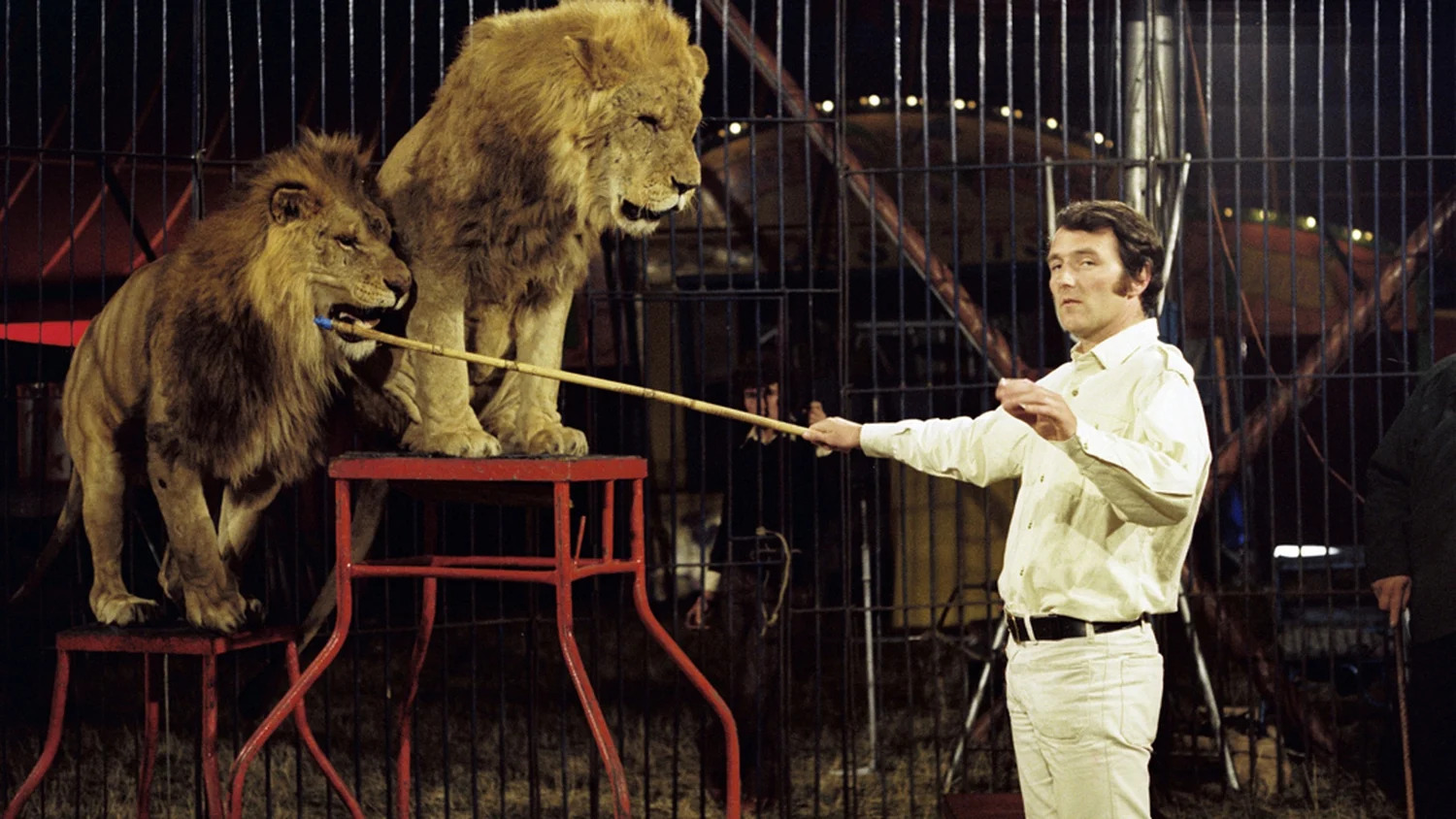 High Quality Lion Circus Blank Meme Template